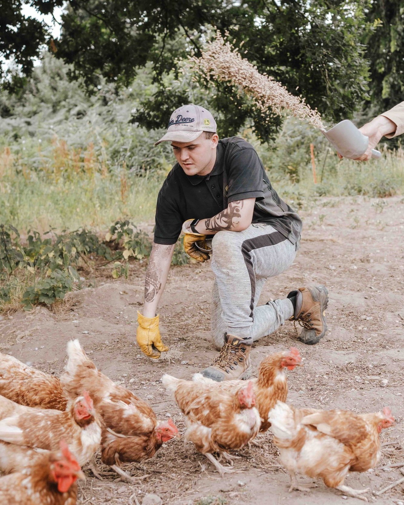 Free-range chickens at Sturts Farm's biodynamic farm in West Moors