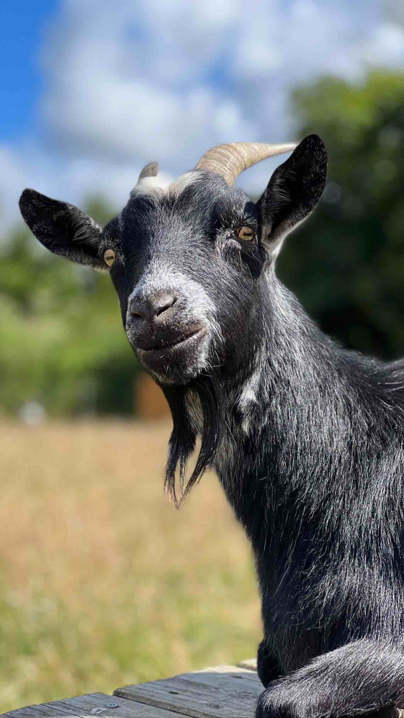 Goats and farm animals at Sturts Farm, West Moors